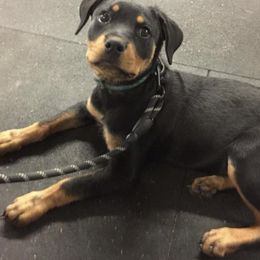 Rottweiler Puppies from Vom Haus Tim-Mo Rottweiler Kennel