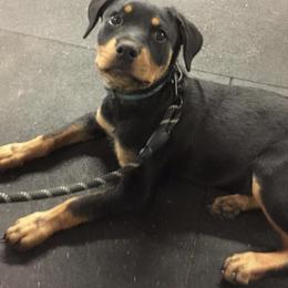 Rottweiler Puppies from Vom Haus Tim-Mo Rottweiler Kennel