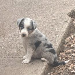 Lincoln - Blue merle male Border Collie puppy in Lakeport, California from Akins Aussies/Wild Rose Ranch