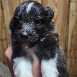 Jamie - Black and white male Shetland Sheepdog puppy in Weedsport, New York from M&M Shelties and Smooch-A-Bulls English Bulldogs
