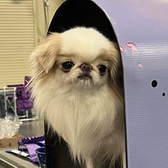 Hana - Japanese Chin