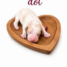 Princess Dot (Maroon) - Parti female Poodle puppy in Stuart Fl, Florida from Lincoln & Lady Co.