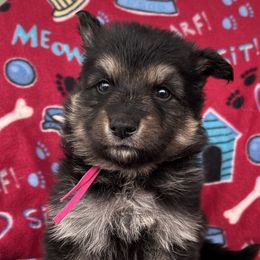 Pink collar - Black and tan female German Shepherd puppy in Allentown, Pennsylvania from VMH Shepherds