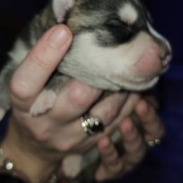 Pomsky Puppies from Thors litter