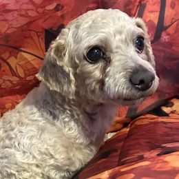 Socks - Poodle
