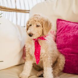 Max - Cream male Aussiedoodle puppy in Greensboro, North Carolina from Glendale Doodles
