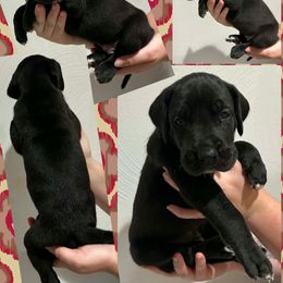 Scooby - Black male Great Dane puppy in Wellsville, New York from Prophecy Danes