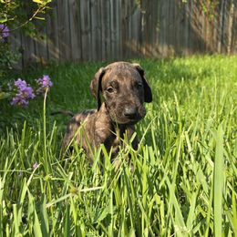 Yellow collar brindle male - Brindle male Great Dane puppy in Houston, Texas from Draggin Dobermans & Great Danes