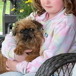 Breezy - Brussels Griffon