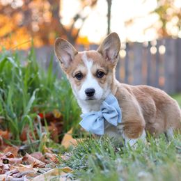 Kenton - Sable male Pembroke Welsh Corgi puppy in Sugarcreek, Ohio from Admar Canines