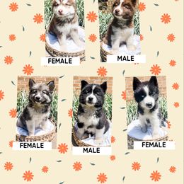 Siberian Husky Puppies from Wooly Woof Siberians