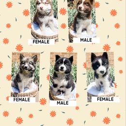 Siberian Husky Puppies from Wooly Woof Siberians