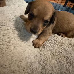 Thor - Red male Dachshund puppy in Madisonville, Texas from Little B’s Dachshund Farm