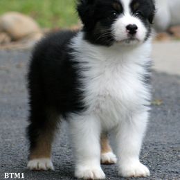 Australian Shepherd, Mastiff, and Miniature American Shepherd Puppies from Ashber Farm