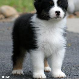 Australian Shepherd, Mastiff, and Miniature American Shepherd Puppies from Ashber Farm