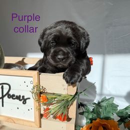 Purple collar - Black female Labrador Retriever puppy in Suffolk County, New York from South Shore Labradors