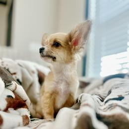 Ginger - Gold and white female Chihuahua puppy in Alvord, Texas from Gift of Gods Favor