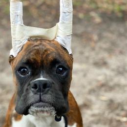 Boxer Puppies from Archangel Boxers