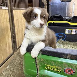Romeo - Red tri-color male Australian Shepherd puppy in Otis, Oregon from Heritage Hill Aussies