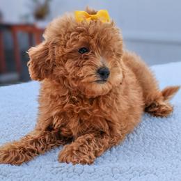 Daisy - Red  female Goldendoodle puppy in Apopka, Florida from Rae Precious Puppies