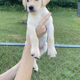 Labrador Retriever Puppies from Royal Oak Gundogs