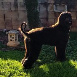 Afghan Hound All Grown Up from Maringal Sams n Ghans