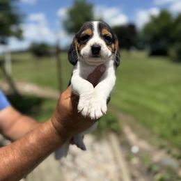 Male2-Roger - Black tan and white male Beagle puppy in Hudson, Michigan from Bachman’s Kennel