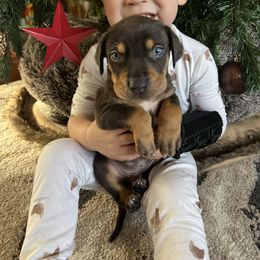 Rut - Blue male Catahoula Leopard Dog puppy in Forbes, Minnesota from North Country Catahoulas