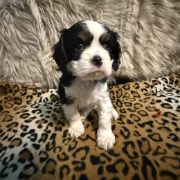 Kailani - Tri-color female Cavalier King Charles Spaniel puppy in Broken Arrow, Oklahoma from Cavalier King Charles Heartland