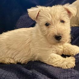 Bella - Wheaten female Scottish Terrier puppy in San Diego (Jamul), California from Lee Valley Scotties