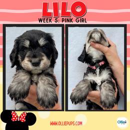 Lilo (Pink) - female Golden Mountain Doodle puppy in Boiling Springs, South Carolina from OlliePups, LLC