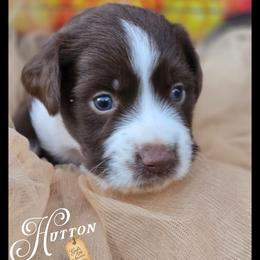 Hutton - Price 1650 - Brown and white male Aussiedoodle puppy in Ennis, Texas from God’s Little Aussies