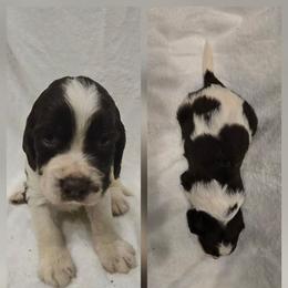 Smokey Mountains - Black and white male English Springer Spaniel puppy in Palisade, Colorado from Bigfoot's Kennel