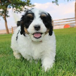 Bernedoodle and Goldendoodle Puppies from High Mesa Doodles