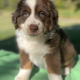Miniature American Shepherds from Maple Lane Miniature American Shepherd