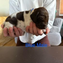 German Shorthaired Pointer Puppies from Bernardonis
