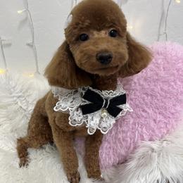 Colada - Red  female Poodle puppy in Chandler, Arizona from Fabi toy Poodle