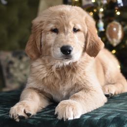 Golden Retriever puppies from Dani’s Dawgs