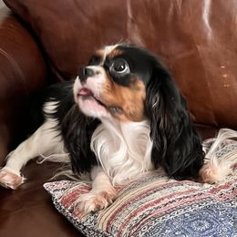 Willow - Cavalier King Charles Spaniel