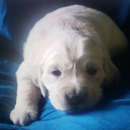 Golden Retriever Puppies from Spun Gold Golden Retrievers
