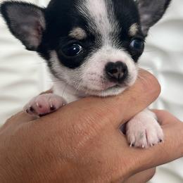 Very Tiny Ella 8000 - Black and white female Chihuahua puppy in Huntington Beach, California from Amy’s Chihuahuas