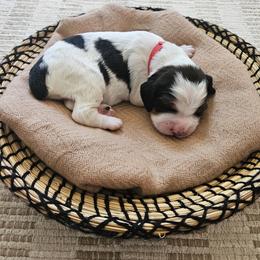 Girl 3 - female English Springer Spaniel puppy in Columbia, North Carolina from Kaitlin Bateman