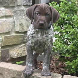 K2-Blue Collar - Liver and white male German Shorthaired Pointer puppy in Conroe, Texas from Tipsy Rabbit GSP TopDog Kennel