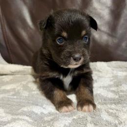 Lola - Black tri female Miniature Australian Shepherd puppy in Dillwyn, Virginia from Sand Creek Toy and Mini aussies