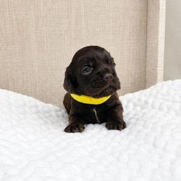 Rosie - Brown female Cocker Spaniel puppy in Corcoran, California from Sweetheart Cockers