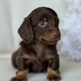 Stout - Chocolate and tan male Dachshund puppy in Bentonville, Arkansas from Boujee Buns Dachshunds