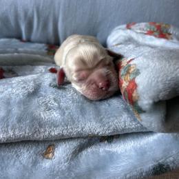 Boy 2 - Buff male Cocker Spaniel puppy in Corcoran, California from Sweetheart Cockers