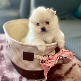 Princess - White female Pomeranian puppy in Palm Beach Gardens, Florida from Adorable PomPoms