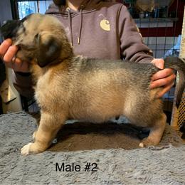 Male 2 - Fawn male Anatolian Shepherd Dog puppy in Daggett, Michigan from T&S Anatolians