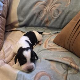 Boy 5 - Black white and tan male English Springer Spaniel puppy in Socorro, New Mexico from Huntin' Buddies